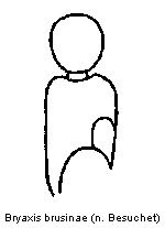 bryaxis_brusinae_f.gif