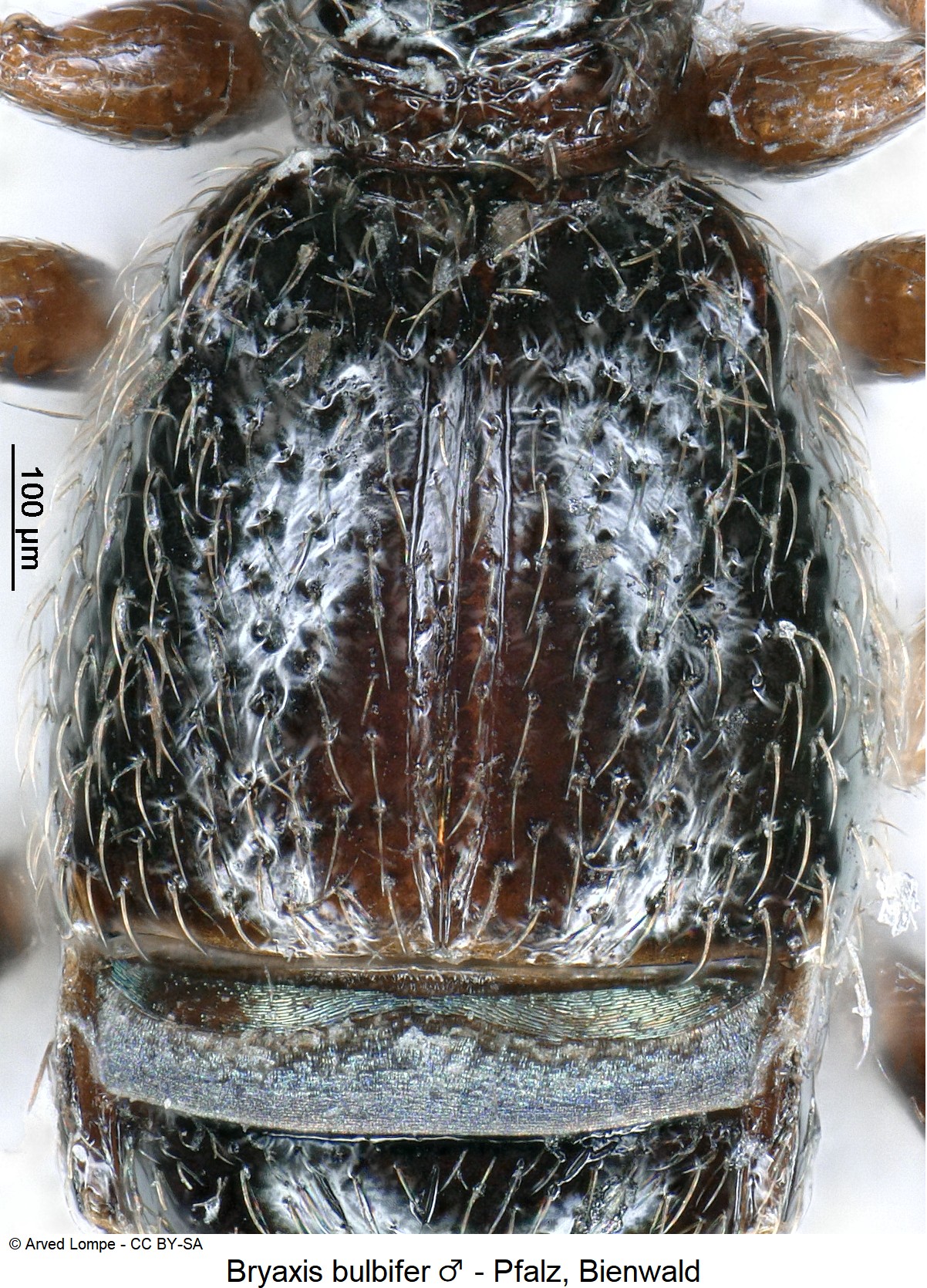 bryaxis_bulbifer_m_ck22912_fld.jpg