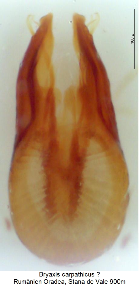 bryaxis_carpathicus.jpg