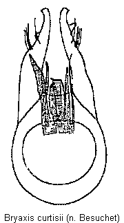 bryaxis_curtisii.gif