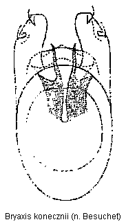 bryaxis_konecznii.gif