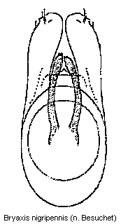 bryaxis_nigripennis.gif