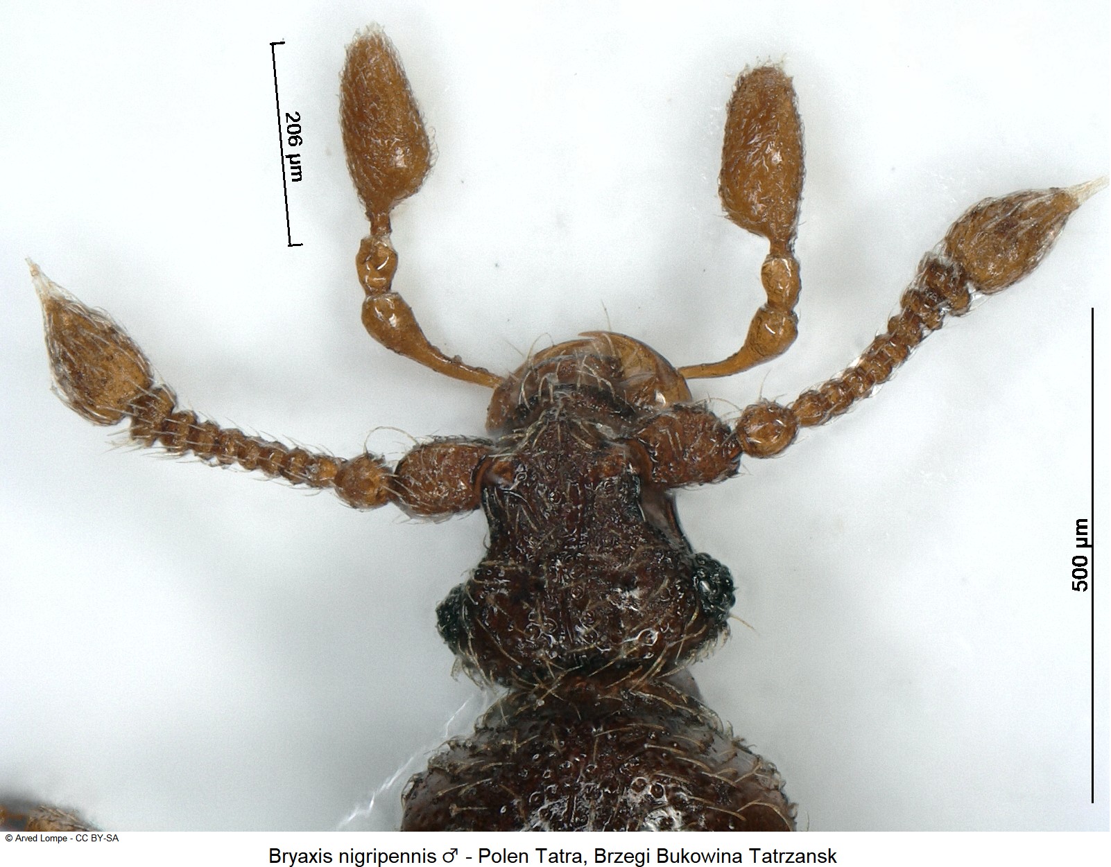 bryaxis_nigripennis_m_ck34326229_vk.jpg
