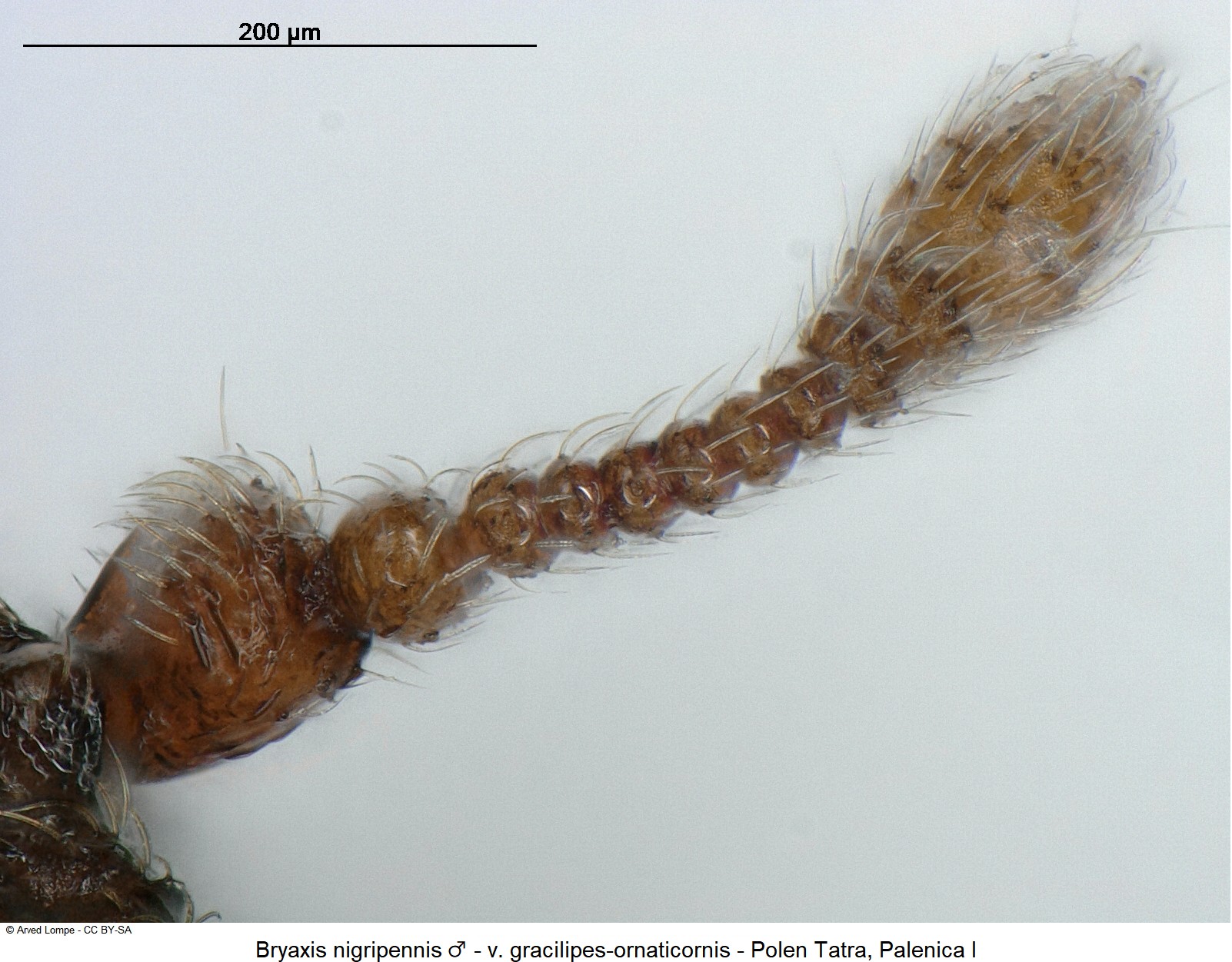 bryaxis_nigripennis_m_ck34336562_f.jpg