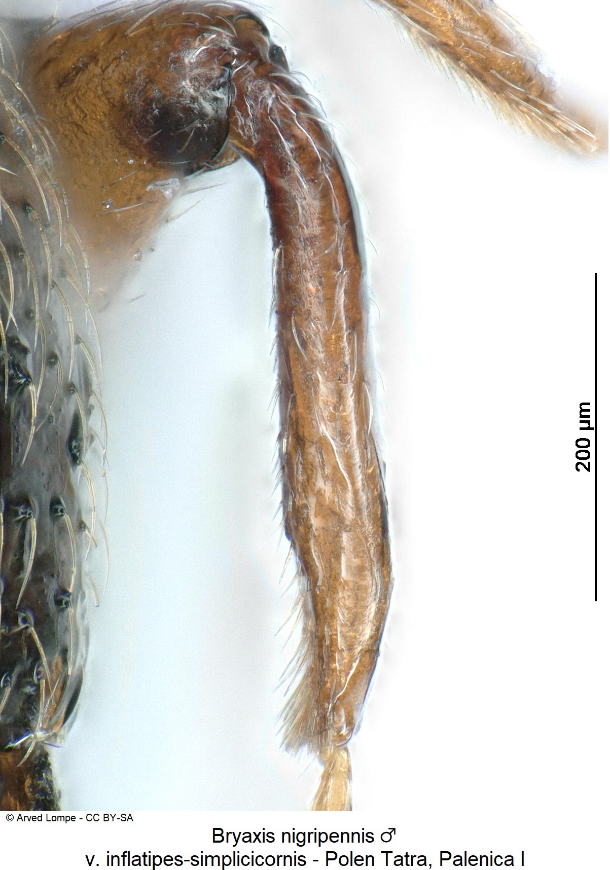 bryaxis_nigripennis_m_ck34336562_hschn.jpg