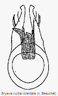bryaxis_orientalis.gif