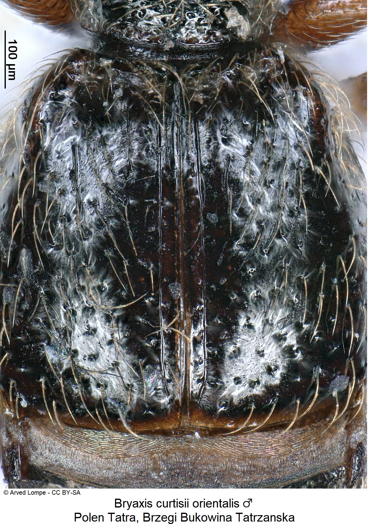 bryaxis_orientalis_m_ck34326228_fld.jpg