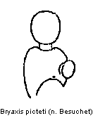 bryaxis_picteti_f.gif