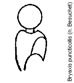 bryaxis_puncticollis_f.gif