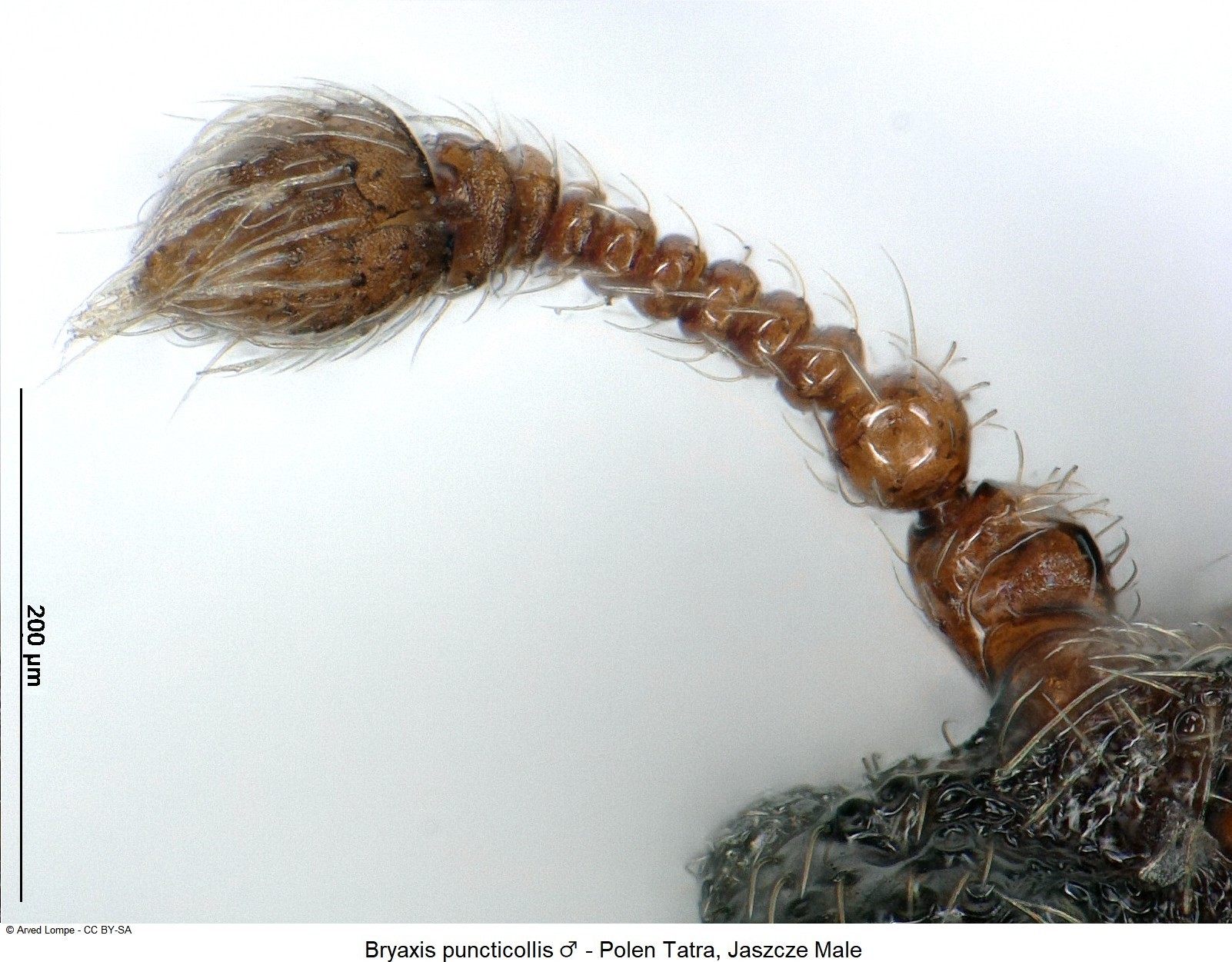 bryaxis_puncticollis_m_ck34326271_f.jpg