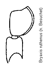 bryaxis_ruthenus_f.gif