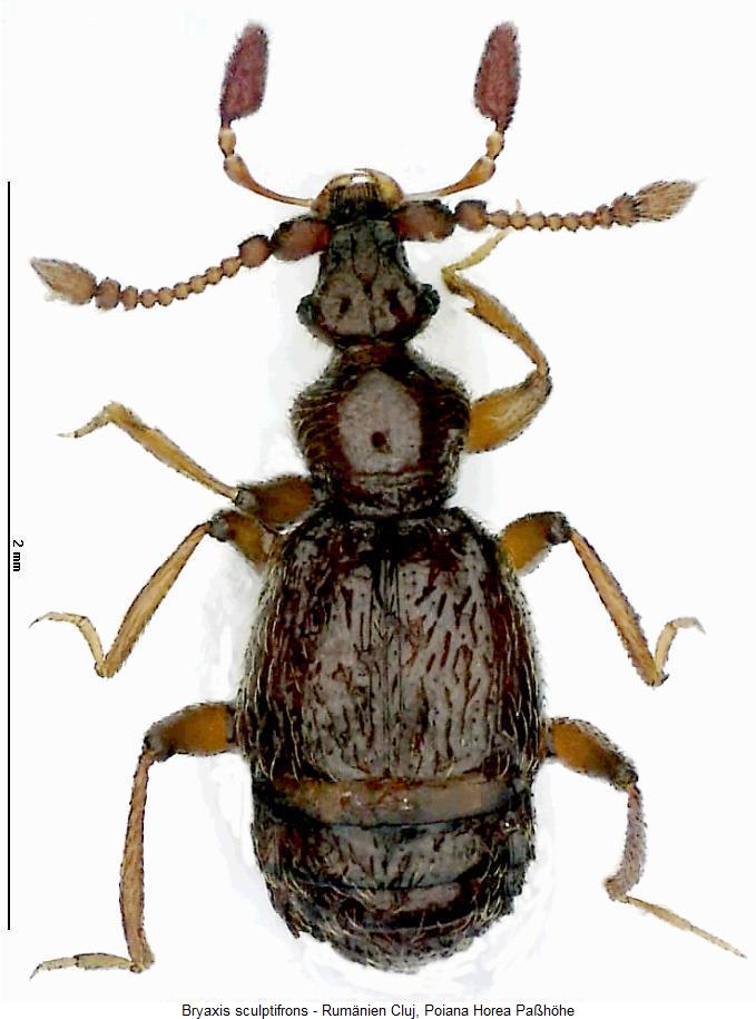bryaxis_sculptifrons_hab.jpg