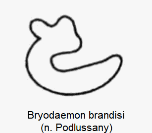 bryodaemon_brandisi_sperm.gif