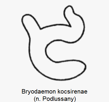 bryodaemon_kocsirenae_sperm.gif
