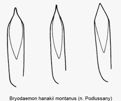 bryodaemon_montanus.gif