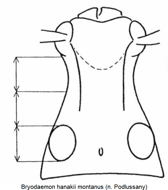 bryodaemon_montanus_k.jpg