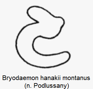 bryodaemon_montanus_sperm.gif