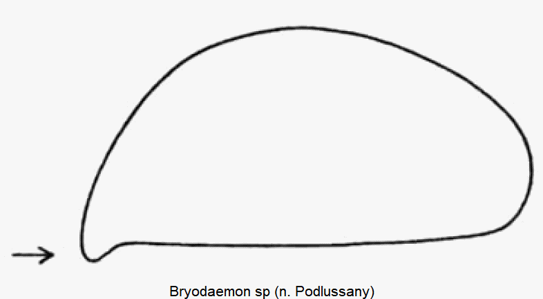 bryodaemon_sp_fld_sa.gif