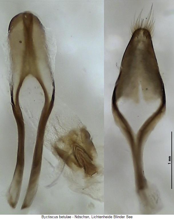 byctiscus_betulae.jpg