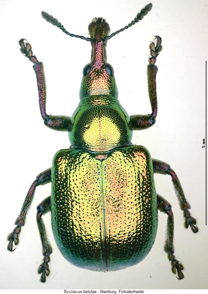 byctiscus_betulae_hab.jpg