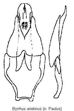 byrrhus_arietinus.gif