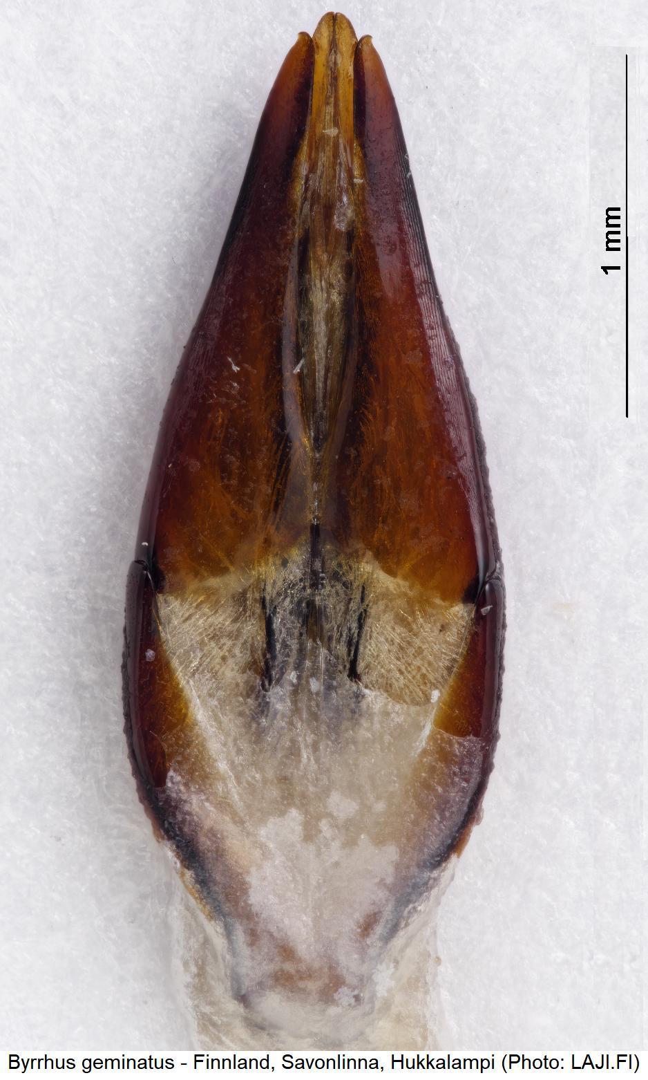 byrrhus_geminatus.jpg