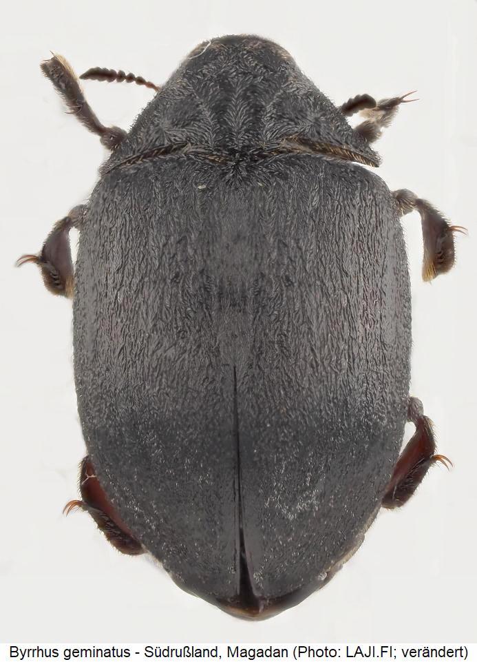byrrhus_geminatus_hab.jpg