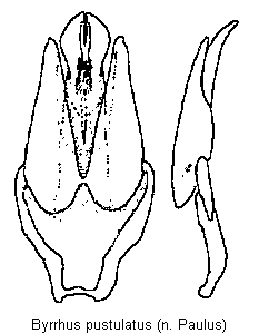 byrrhus_pustulatus.gif