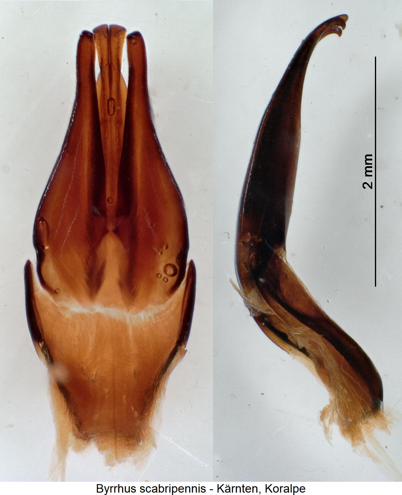 byrrhus_scabripennis.jpg