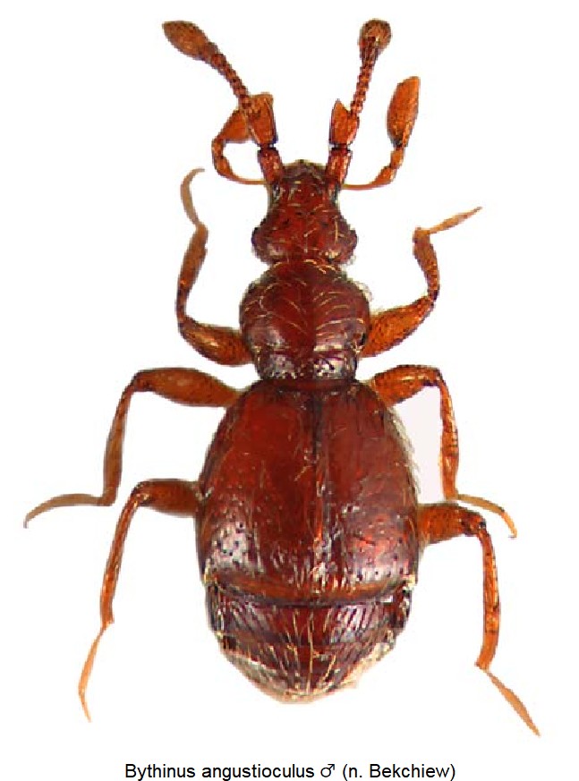 bythinus_angustioculus_m_hab.jpg
