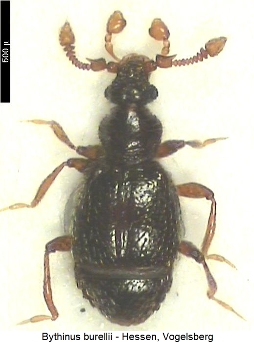 bythinus_burrelli_hab.jpg