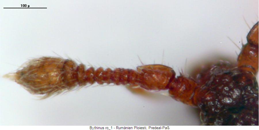 bythinus_lunicornis_m_f-1.jpg