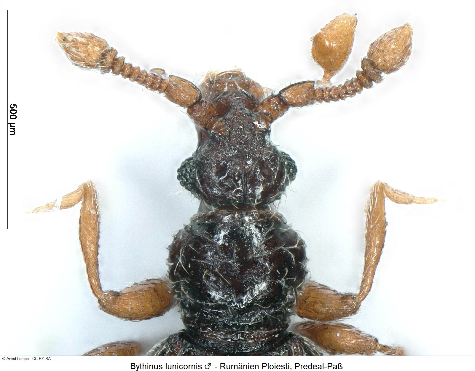 bythinus_lunicornis_m_vk.jpg