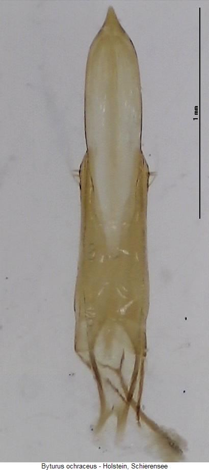 byturus_ochraceus.jpg