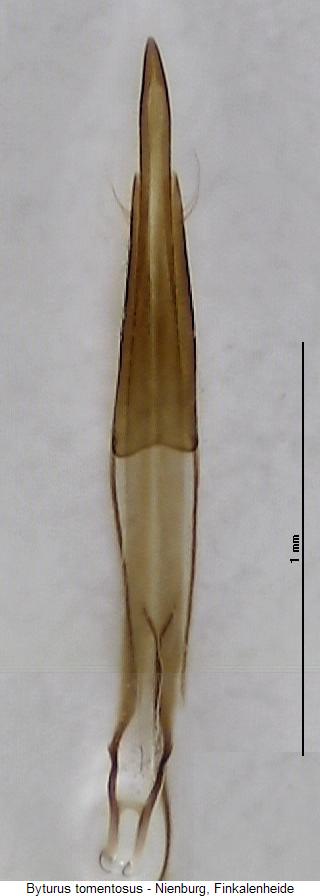 byturus_tomentosus.jpg
