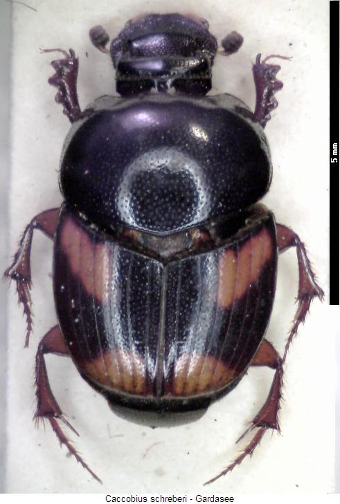 caccobius_schreberi_hab.jpg
