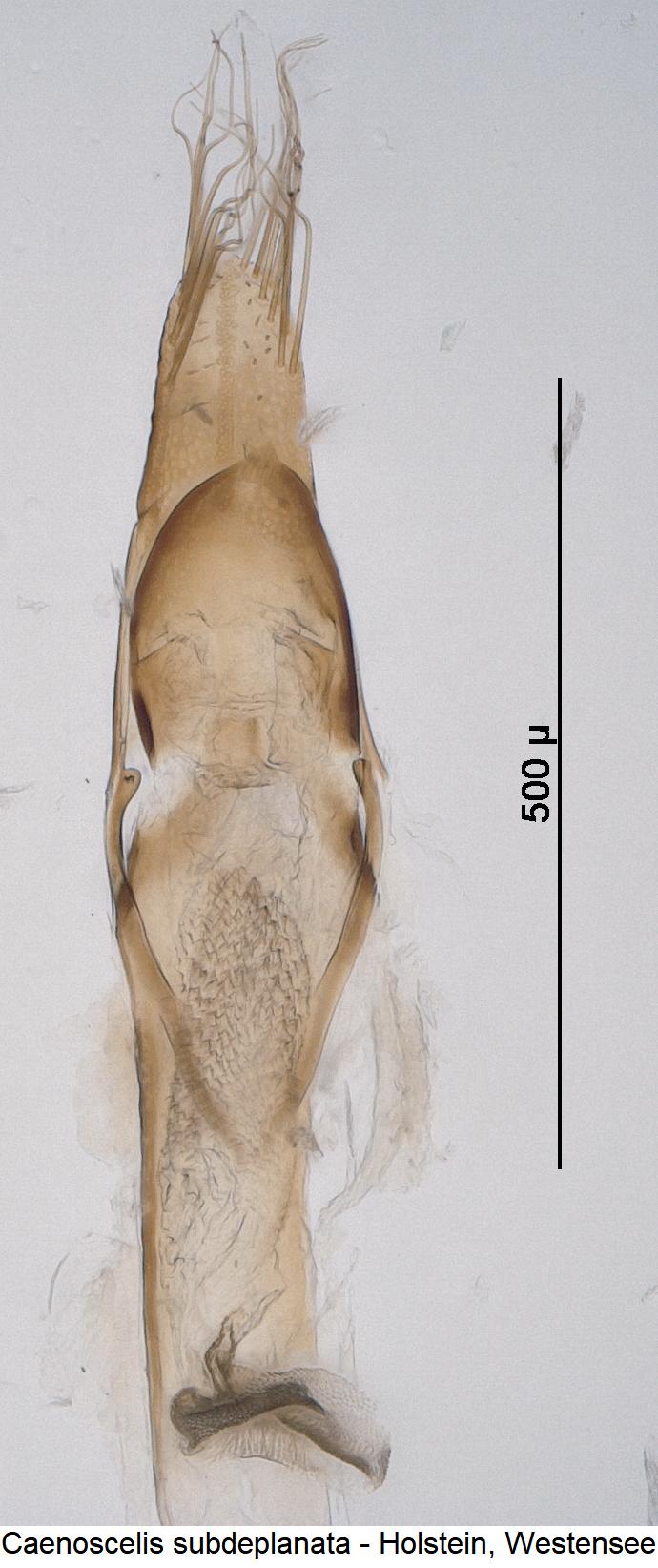 caenoscelis_subdeplanata.jpg