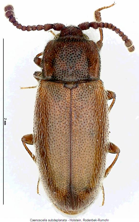 caenoscelis_subdeplanata_hab.jpg