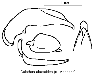 calathus_abaxoides.gif