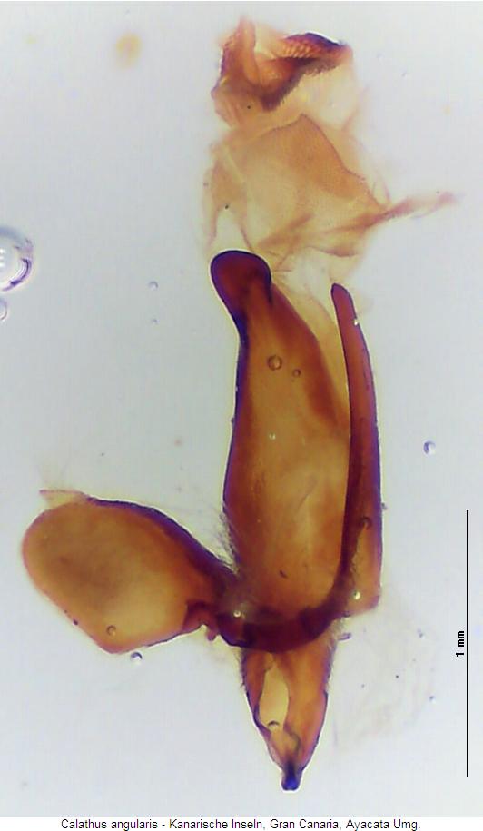 calathus_angularis.jpg