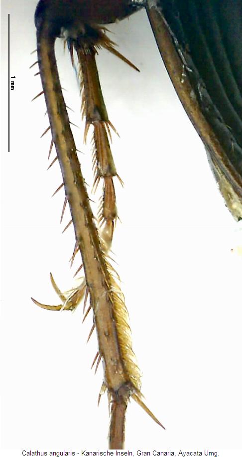 calathus_angularis_hschn.jpg