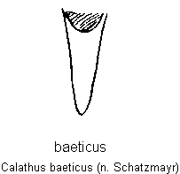 calathus_baeticus.gif