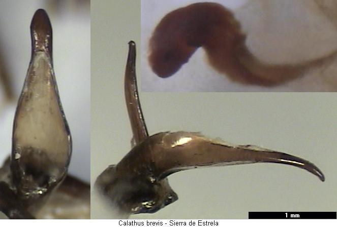 calathus_brevis.jpg