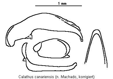 calathus_canariensis.gif