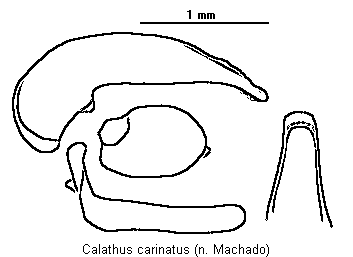 calathus_carinatus.gif