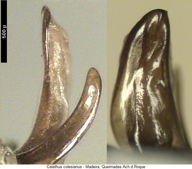 calathus_colesianus.jpg