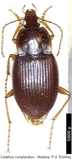 calathus_complanatus_hab.jpg