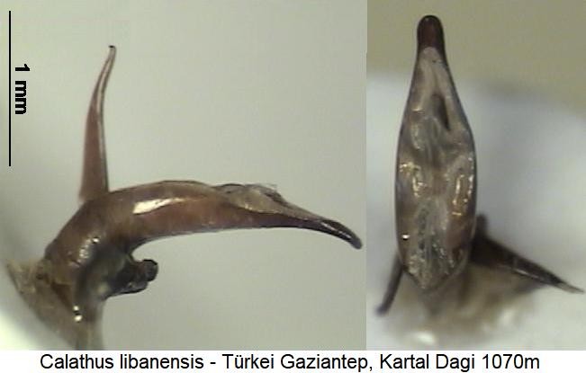 calathus_libanensis.jpg