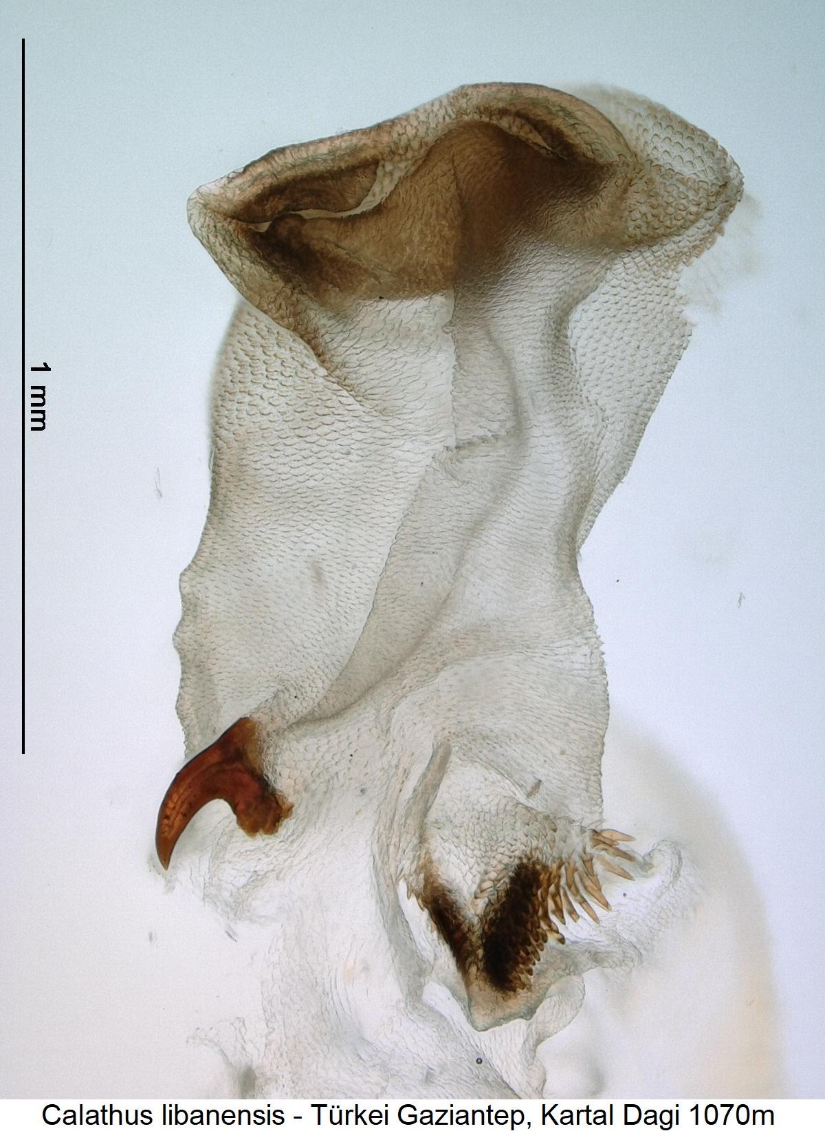 calathus_libanensis_pc.jpg