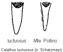 calathus_luctuosus.gif